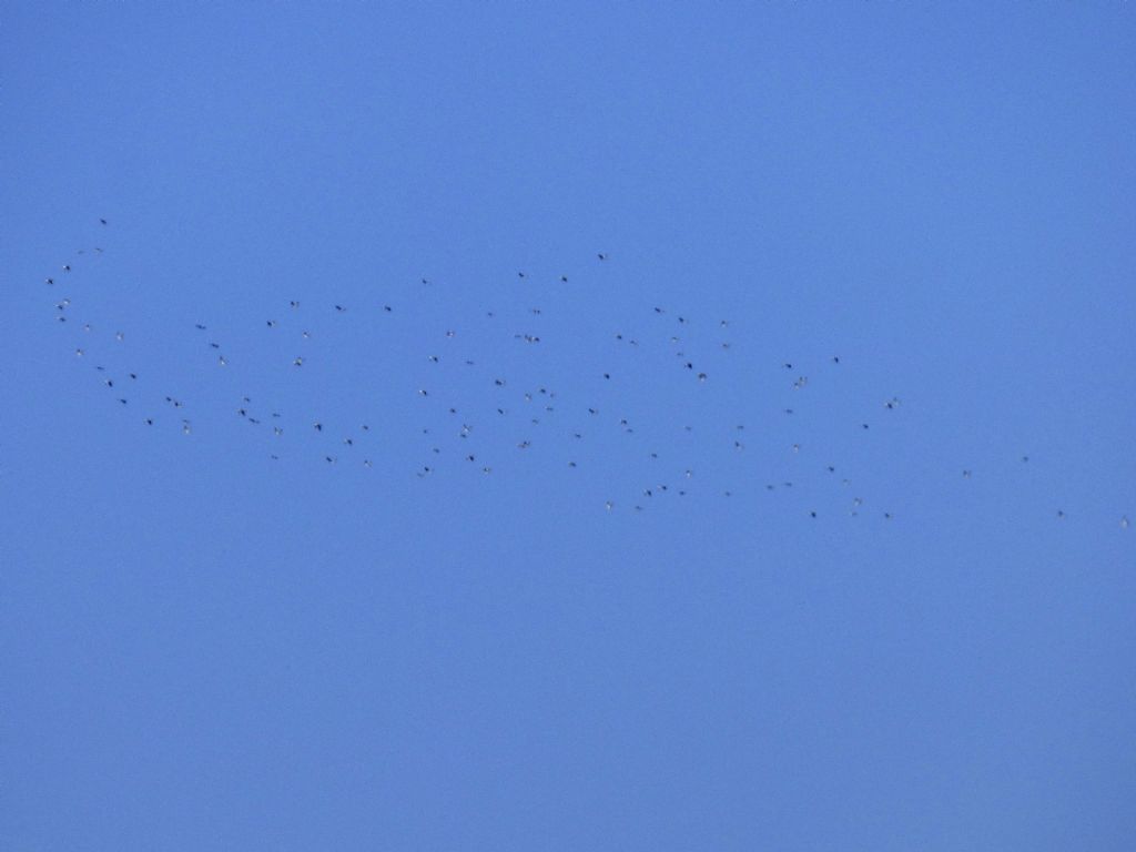 Colombacci (Columba palumbus)